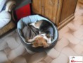 /album/galerie-de-photos/eliotehappydog-jpg/